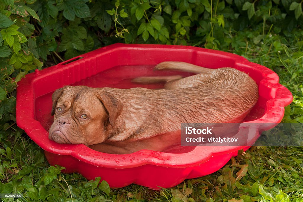 Pies w mały basen - Zbiór zdjęć royalty-free (Humor)