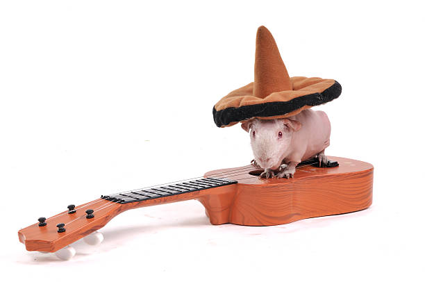 istock Guinea Pig in hat on Guitar 152169183