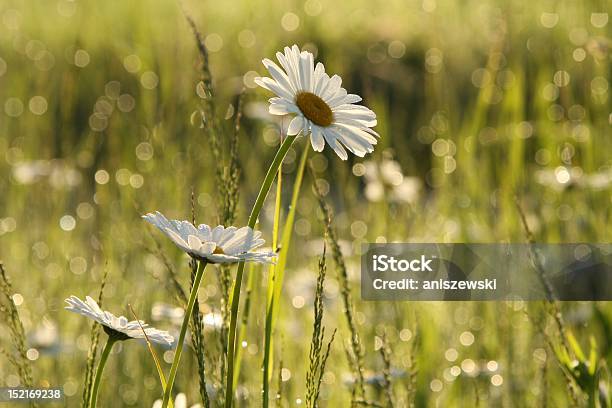 Margarida Ao Amanhecer - Fotografias de stock e mais imagens de Amanhecer - Amanhecer, Ao Ar Livre, Argyranthemum