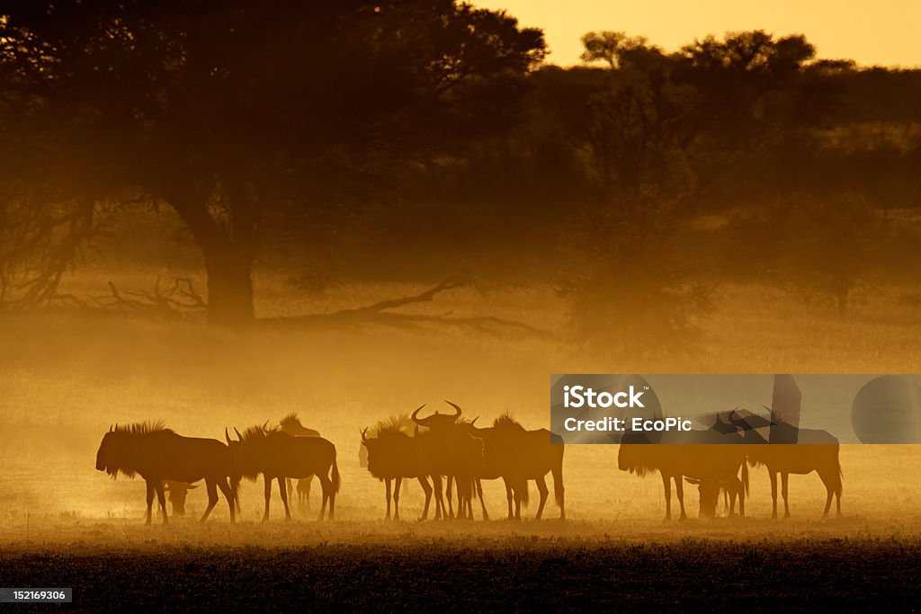 Blue wildebeest in dust Blue wildebeest (Connochaetes taurinus) in dust at sunrise, Kalahari desert, South Africa Africa Stock Photo