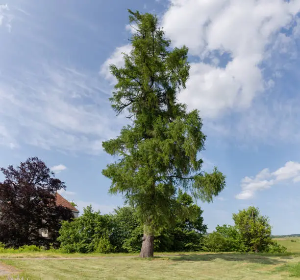 Old high larch detached growing on a meadow against the sky in spring sunny day