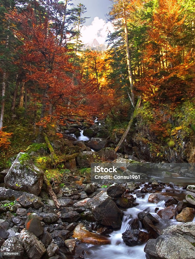 Otoño - Foto de stock de Comunidad Autónoma de Cataluña libre de derechos