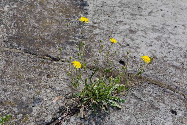 istock Blooming Smooth hawks beard plant growing in crack of concrete patch 1521694760