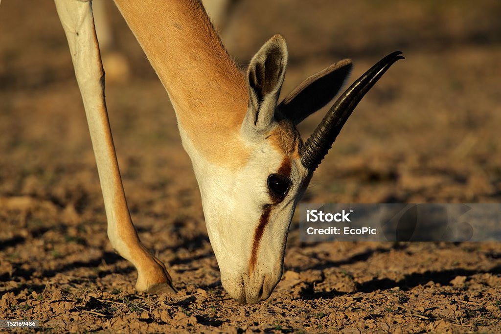 Grazing springbok antelope A springbok antelope (Antidorcas marsupialis) grazing in late afternoon light, Kalahari desert, South Africa Africa Stock Photo