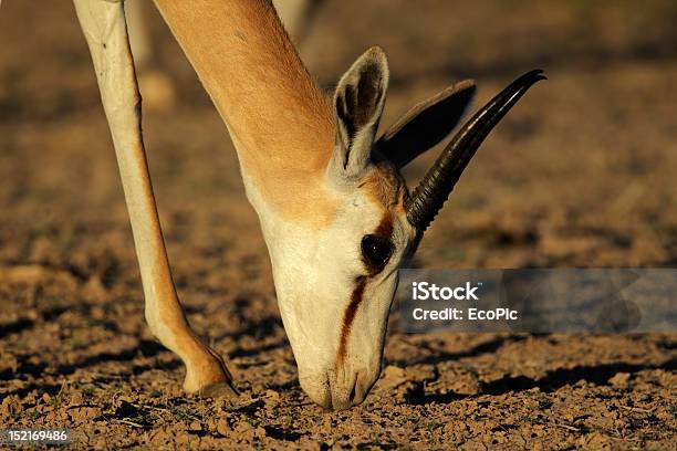 Grazing Springbok Antelope Stock Photo - Download Image Now - Africa, Animal, Animal Body Part