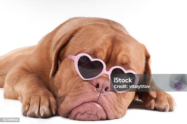 犬サングラス - デラウェア州のストックフォトや画像を多数ご用意 - デラウェア州, ボルドー, かわいがられているペット