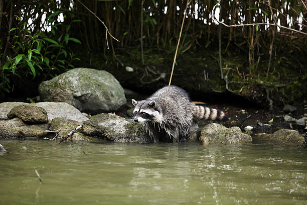 istock Raccoon walking near water 152169675