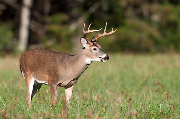 istock whitetail deer buck in a meadow 152169699