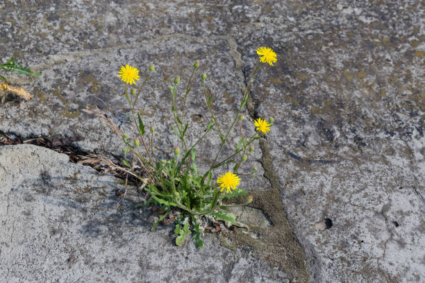istock Blooming Smooth hawks beard plant growing in crack of concrete patch 1521697328