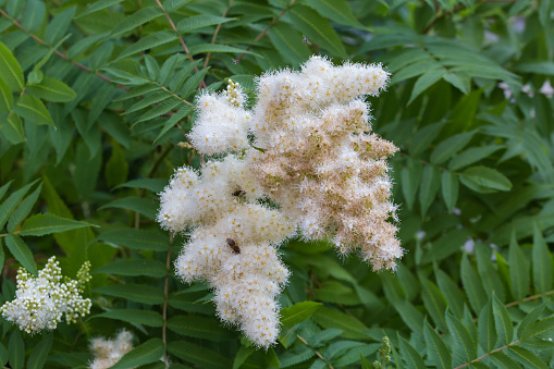Inflorescences of the Sorbaria sorbifolia, also known as false spiraea against the leaves of the bush in overcast summer morning
