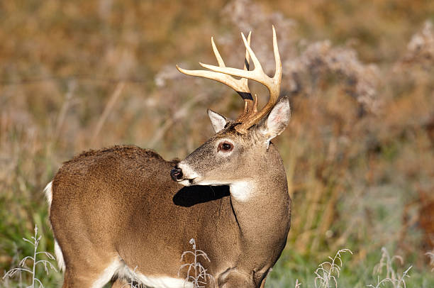 istock Whitetail deer and frost 152169814
