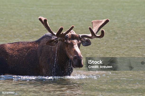 Feeding Bull Moose Stock Photo - Download Image Now - Moose, Water, Animal Body Part