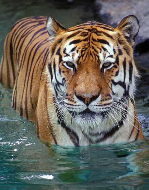 istock Siberian tiger in the water 152170036