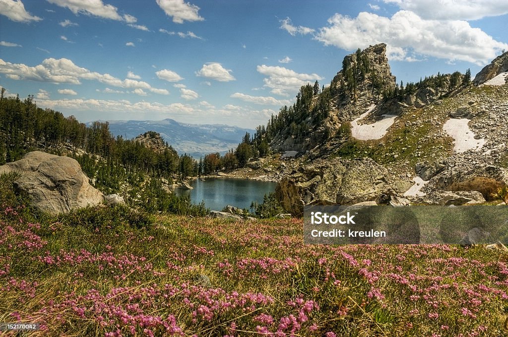 Flowering Lupine Meadows and Amphitheatre Lake, Grand Tetons The arduous Lupine Meadows Trail hike of over 3100 vertical feet and 10 miles rewards you with this view taken at over 9700 feet of a flowering lupine meadow above Amphitheatre Lake. Blue Stock Photo