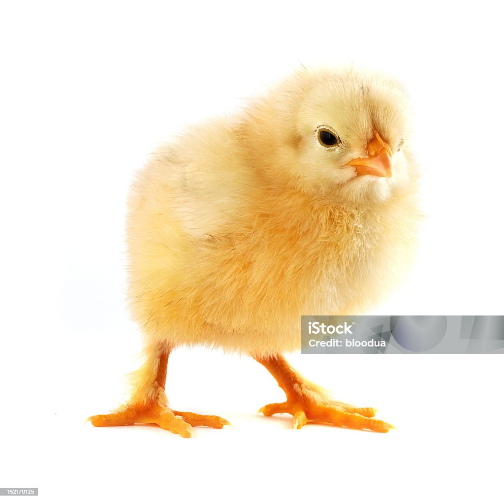 Frango - Foto de stock de Amarelo royalty-free