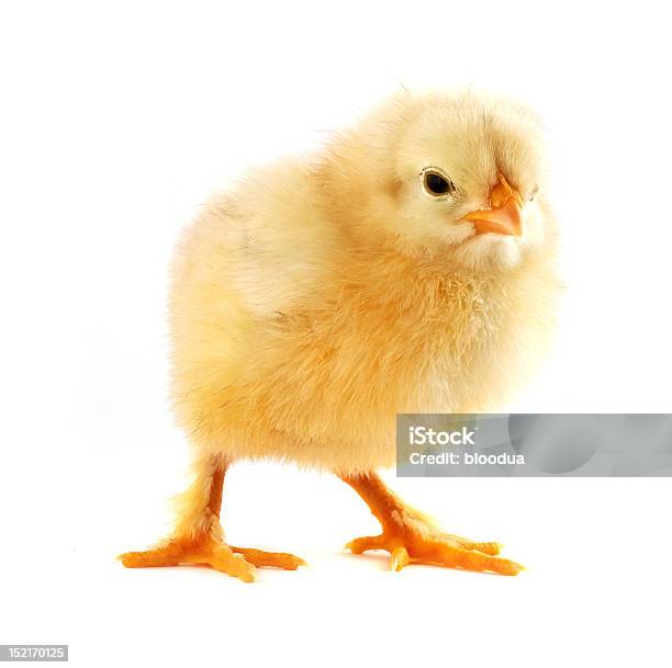 Foto de Frango e mais fotos de stock de Amarelo - Amarelo, Animal, Ave doméstica