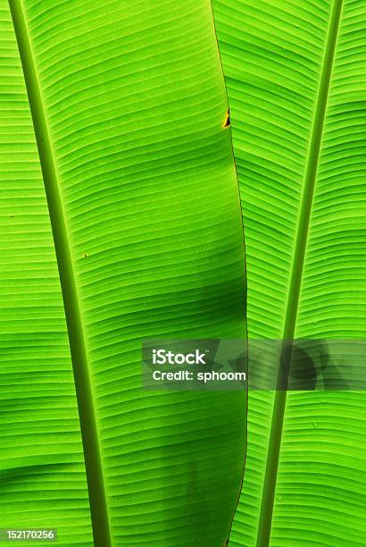 Banana Leaf Background Stock Photo - Download Image Now - Abstract, Banana Leaf, Beauty In Nature