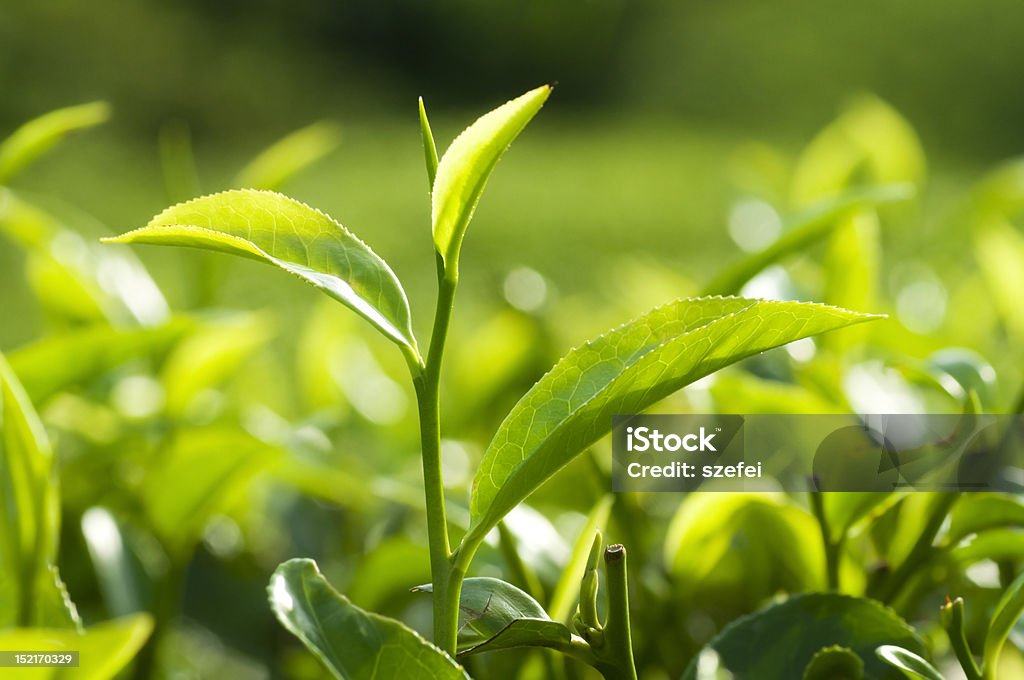 Tea leaves Close up fresh tea leaves in morning sunlight. Agriculture Stock Photo