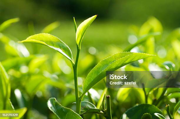 Tea Leaves Stock Photo - Download Image Now - Agriculture, Asia, Beauty In Nature