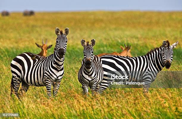 Zebras En El Serengeti Foto de stock y más banco de imágenes de Aire libre - Aire libre, Animal, Animales de Safari