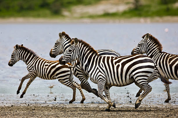 istock Zebras in the Serengeti 152170483