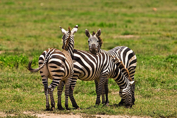istock Zebras in the Serengeti 152170495