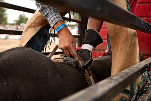 Bull rider gets his hands ready to come out of the shoot.