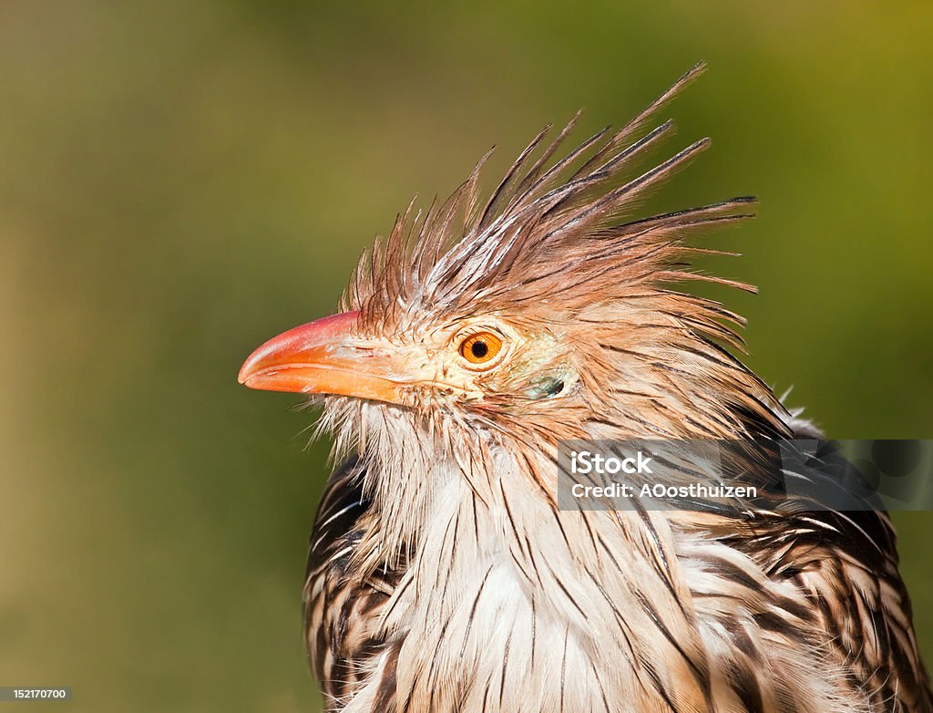 Brown Bird With A Bad Hair Day Stock Photo - Download Image Now - Animal, Animal Body Part, Animal Eye - iStock