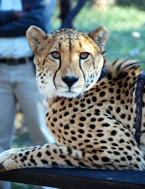 istock face of a cheetah 152170803