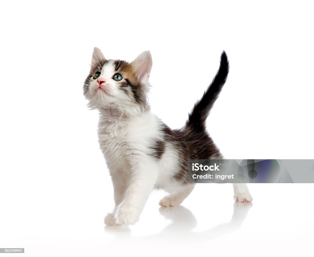 Kätzchen auf weißem Hintergrund - Lizenzfrei Einzelnes Tier Stock-Foto