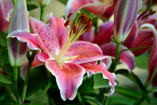'After eight' Oriental lily