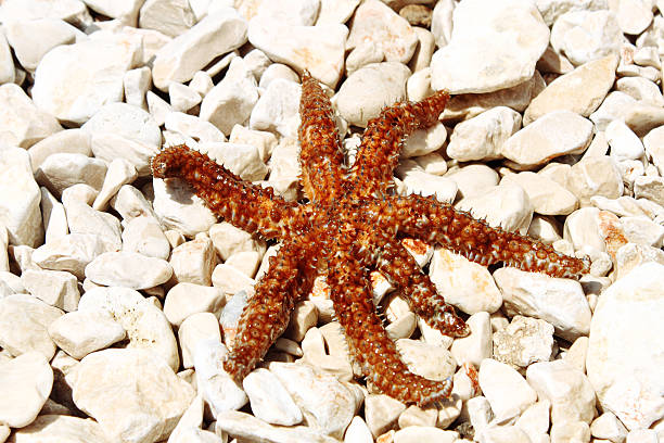 istock sea star sitting on stoned beach 152171176