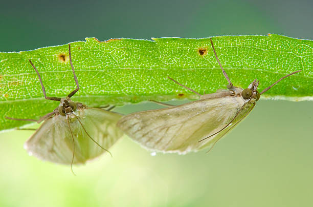 Moths en reposo - foto de stock