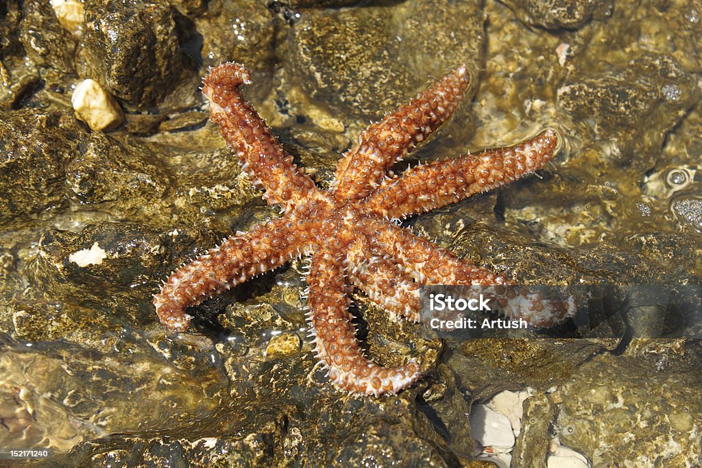 Belle étoile de mer sur les rochers - Photo de En rade libre de droits