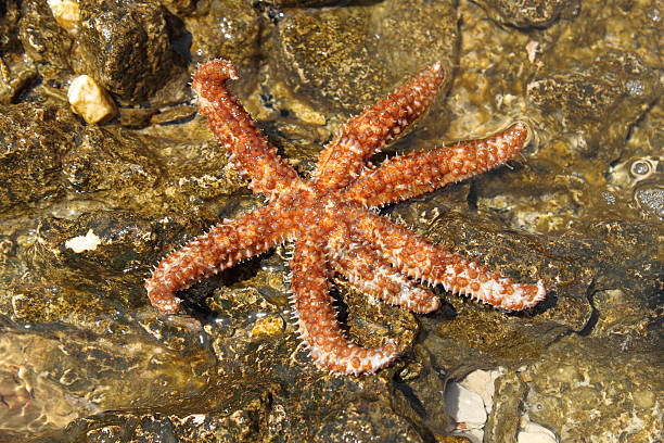 istock beautiful sea star on rock 152171240
