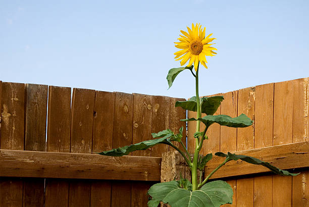 A pretty sunflower faces the morning sunshine from a corner of the garden.