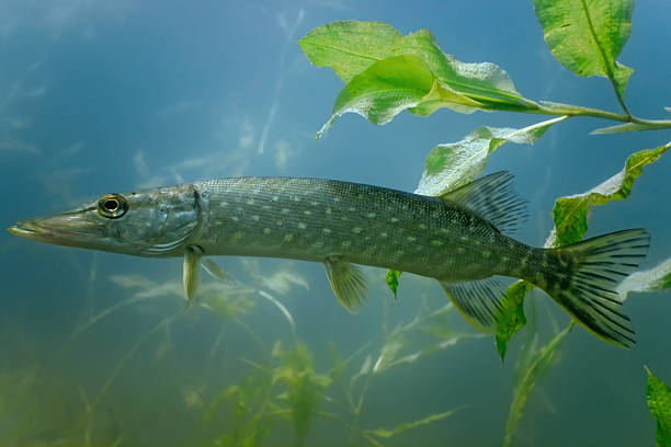 istock Pike in the lake 152171558