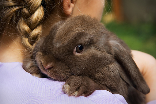 A little girl in a purple dress holds a lop-eared rabbit over her shoulder.