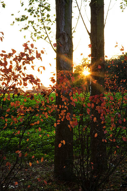 Floresta de outono - fotografia de stock