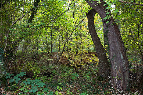 Floresta de outono - fotografia de stock