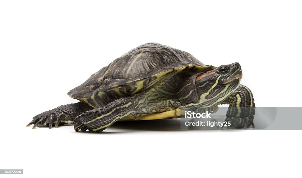 Turtle Aislado en blanco - Foto de stock de Tortuga semiacuática libre de derechos