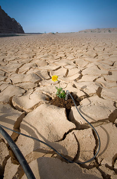 istock yellow flower cracked soil irrigation 152172382