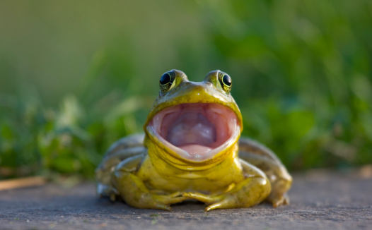 Bullfrog with mouth wide open. New Jersey, USA.