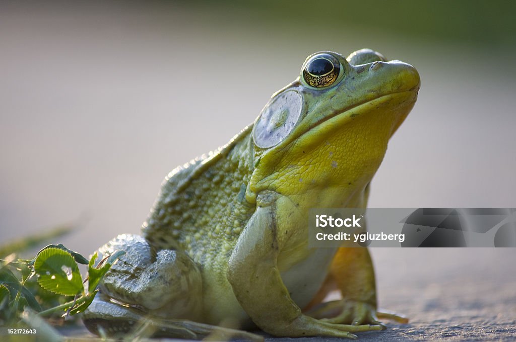 Rana toro - Foto de stock de Rana toro americana libre de derechos