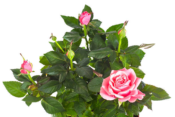 istock blossoming rose plant in flowerpot 152172735