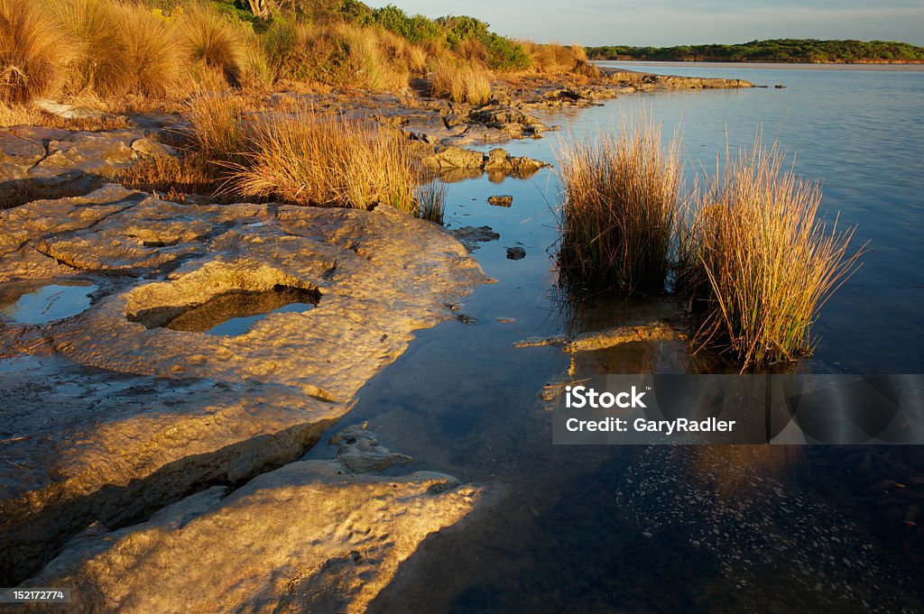 Two clumps of seagrass on a lake shore This photo was made on a Winter morning in Australia. Australia Stock Photo