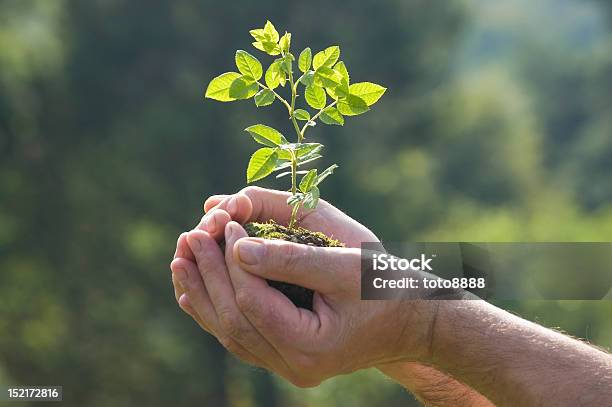 Árbol De Palma De La Mano Foto de stock y más banco de imágenes de Agarrar - Agarrar, Agricultura, Aire libre