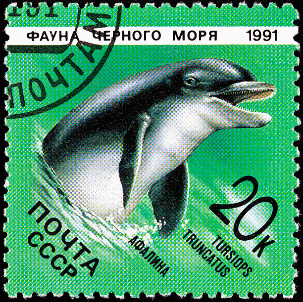 istock Canceled Soviet Russia Postage Stamp Bottlenose DolphinTursiops Truncatus 152172959