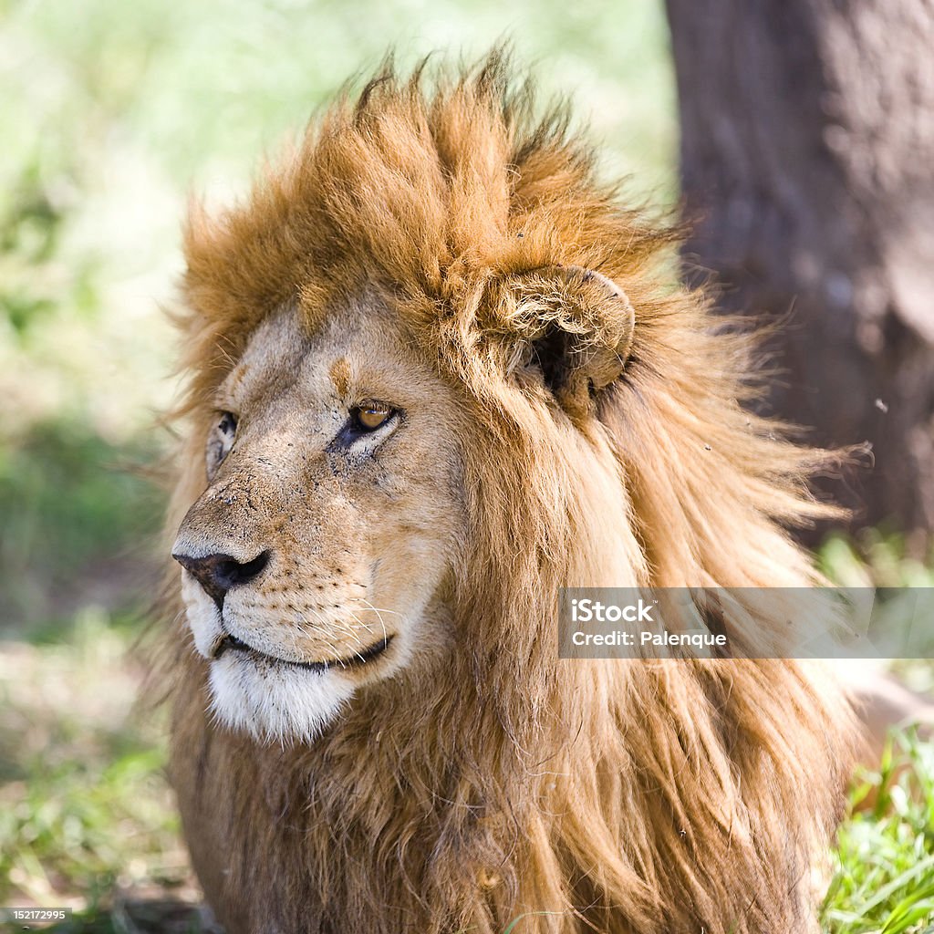 Male African Lion in der Serengeti - Lizenzfrei Serengeti-Nationalpark Stock-Foto