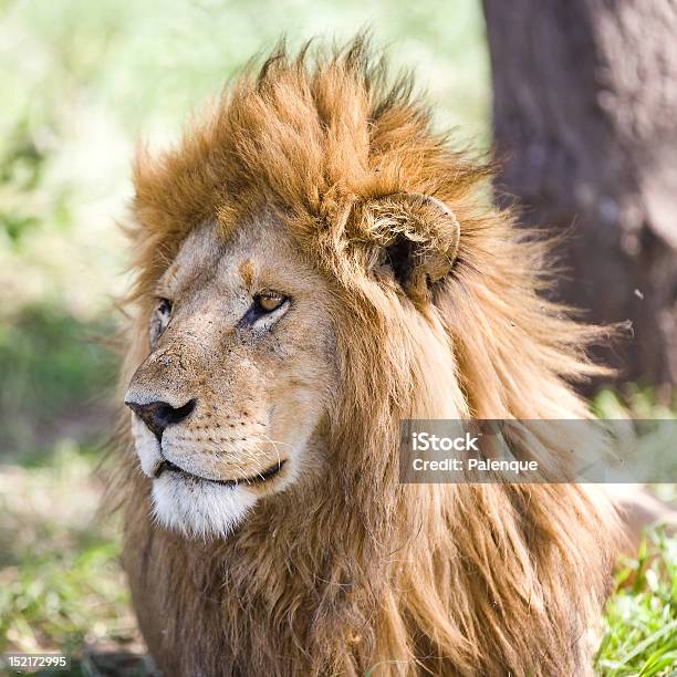 Photo libre de droit de Male Lion Dafrique Dans Lenceinte Du Serengeti banque d'images et plus d'images libres de droit de Parc National du Serengeti - Parc National du Serengeti, Afrique, Animaux de safari